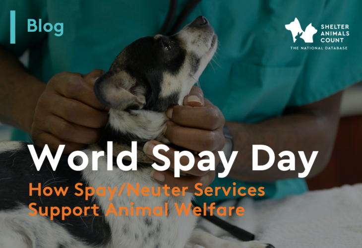 world spay day, shelter animals count, animal statistics