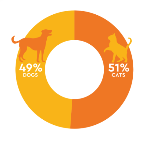 dog and cat data, shelter animals count