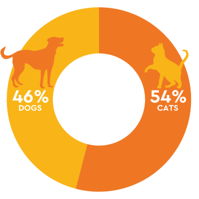 adoption breakdown